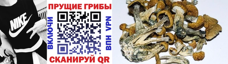 Галлюциногенные грибы GOLDEN TEACHER  даркнет Telegram  блэк спрут ТОР  Тверь  купить закладку 